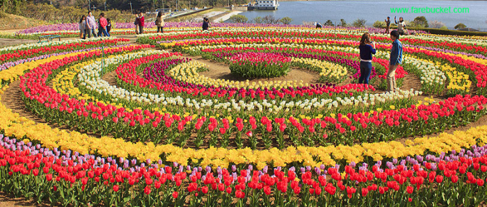 Travel Zone Meadow of Flowers